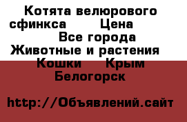 Котята велюрового сфинкса. .. › Цена ­ 15 000 - Все города Животные и растения » Кошки   . Крым,Белогорск